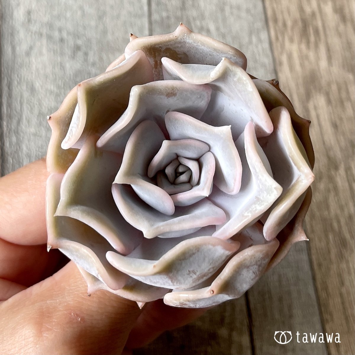 *新入荷* リラシナ  - 多肉植物の通販・販売サイト tawawa