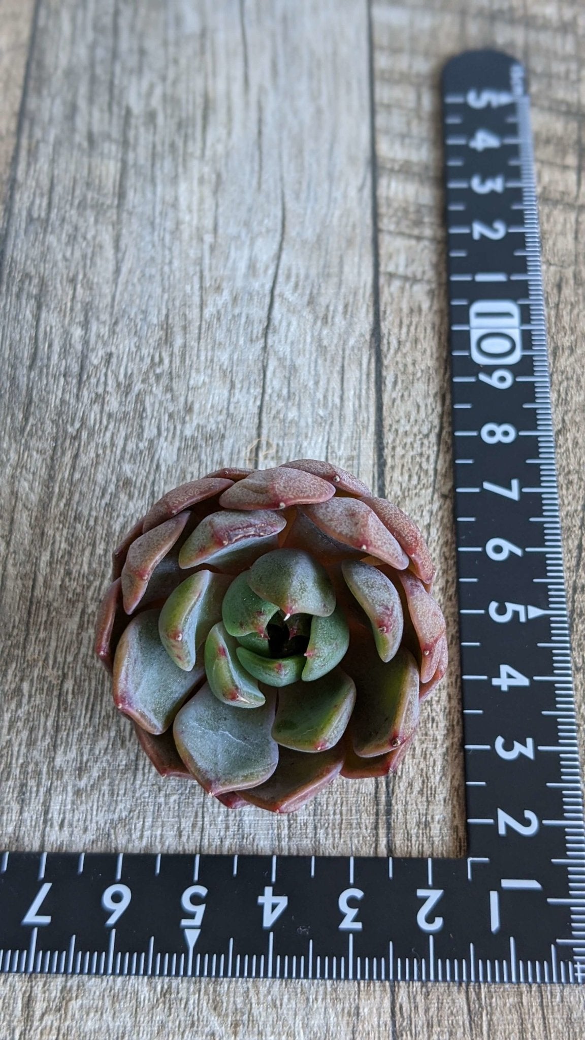 ボルグ - 多肉植物の通販 taniku