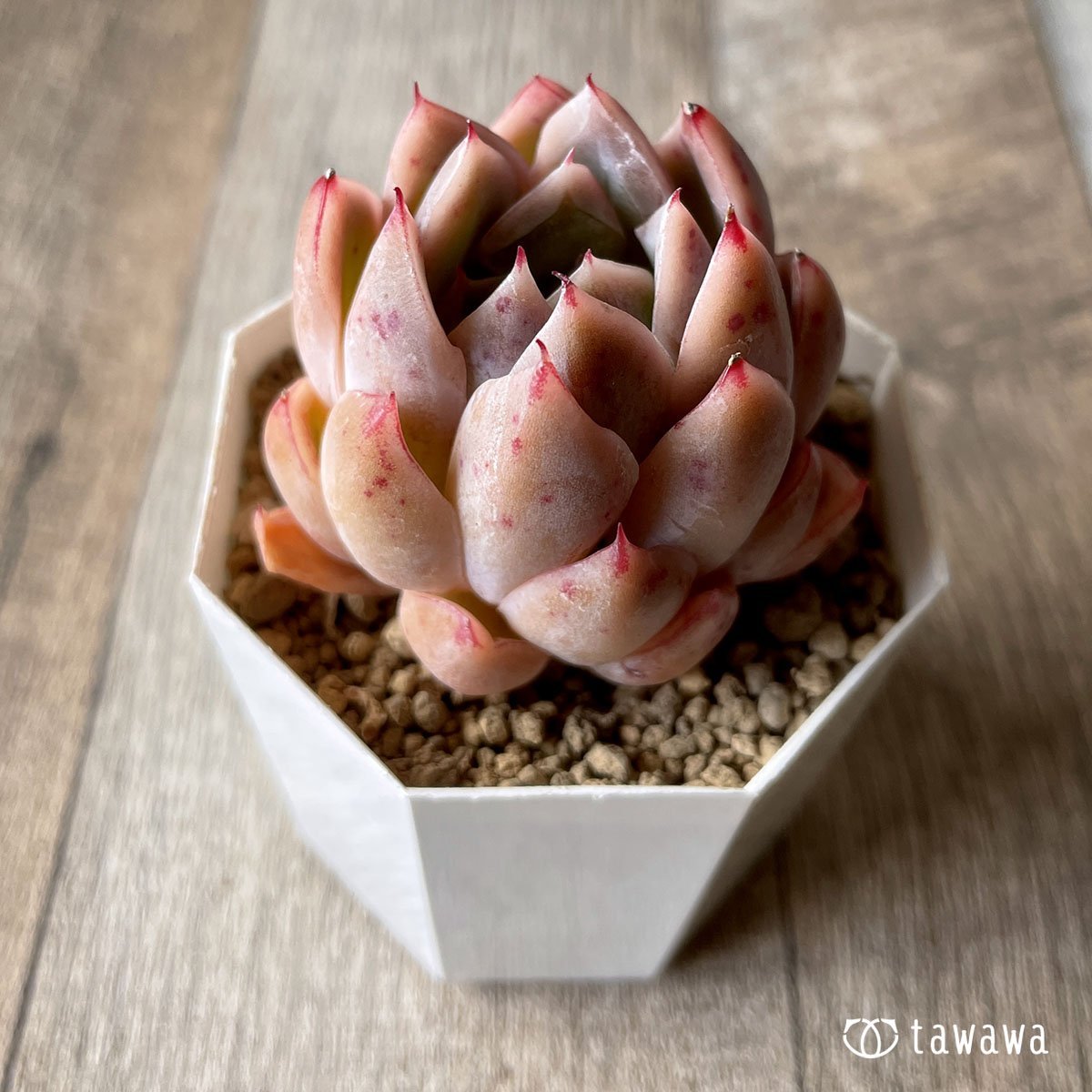 *八ヶ岳* イサドラ - 多肉植物の通販・販売サイト tawawa