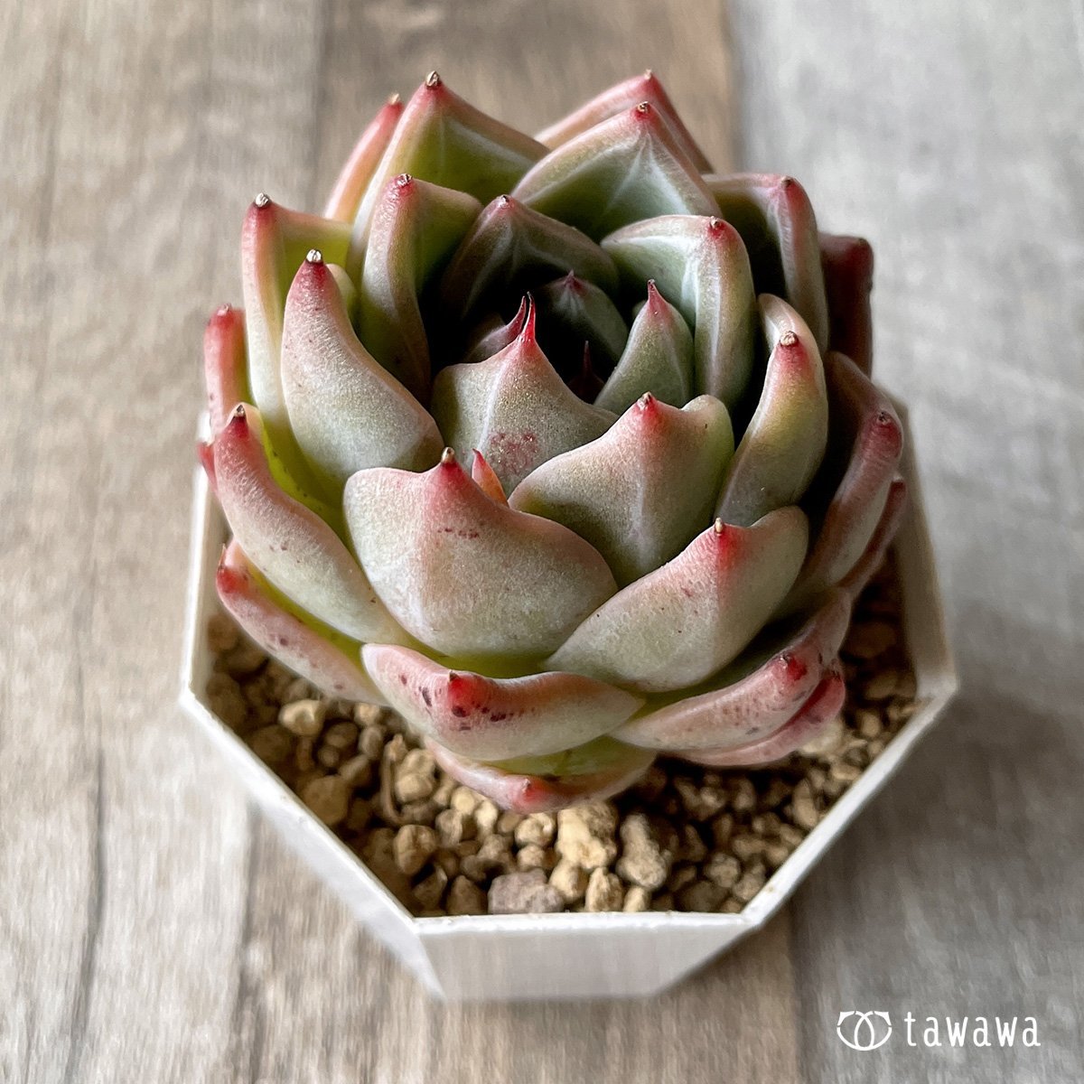 *新入荷* シャウラ - 多肉植物の通販・販売サイト tawawa