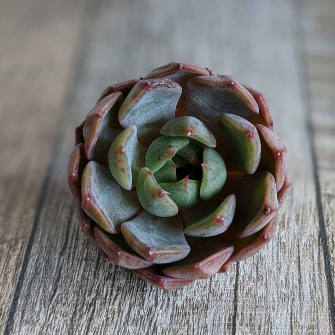 ボルグ - 多肉植物の通販 taniku