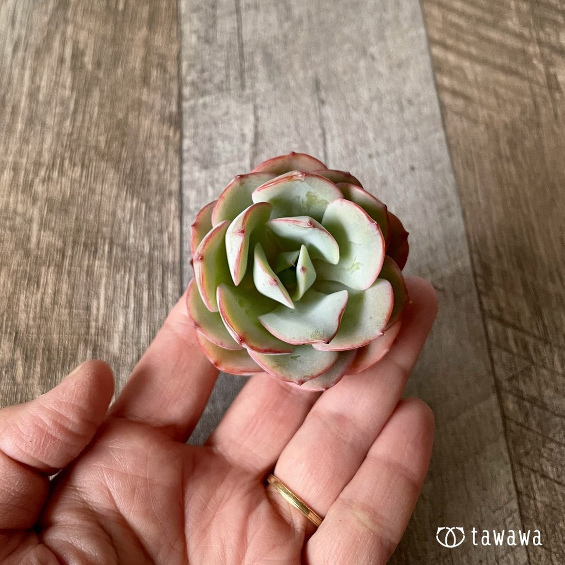 *新入荷* アトランティス - 多肉植物の通販・販売サイト tawawa