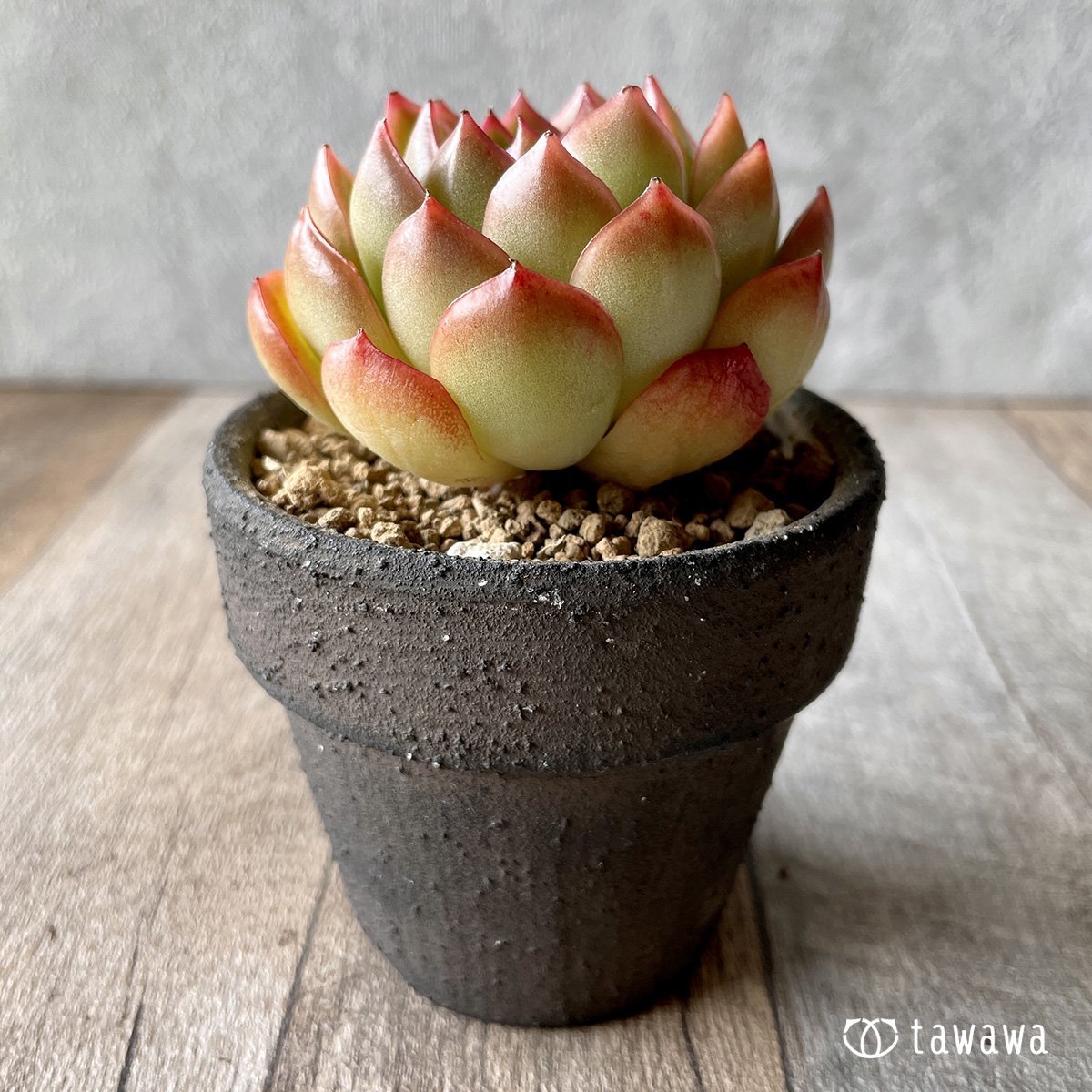 *新入荷* アイスエイジ - 多肉植物の通販・販売サイト tawawa