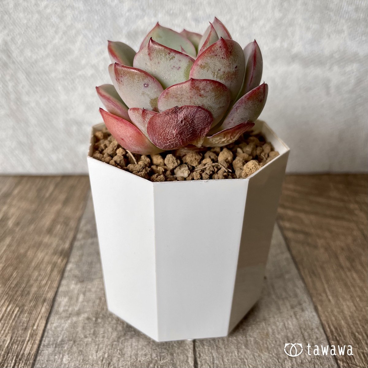*新入荷* アトランティス - 多肉植物の通販・販売サイト tawawa