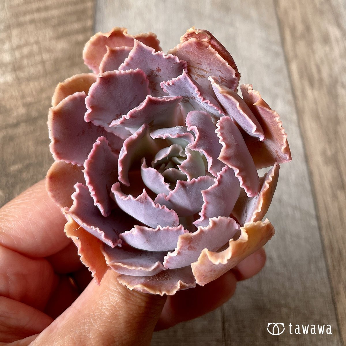 *八ヶ岳* シャビアナ - 多肉植物の通販・販売サイト tawawa