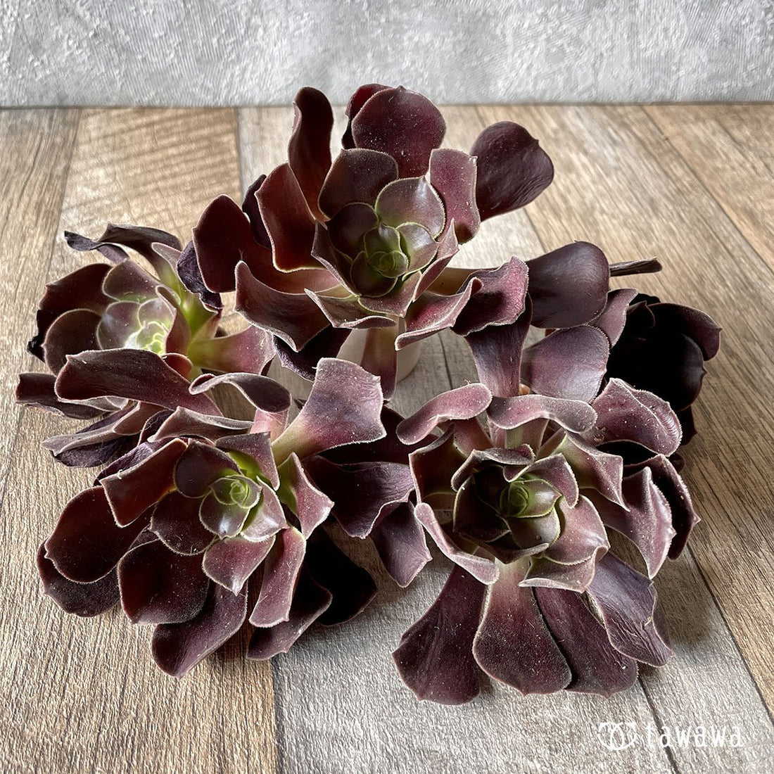 *新入荷* カシミアブラック - 多肉植物の通販・販売サイト tawawa