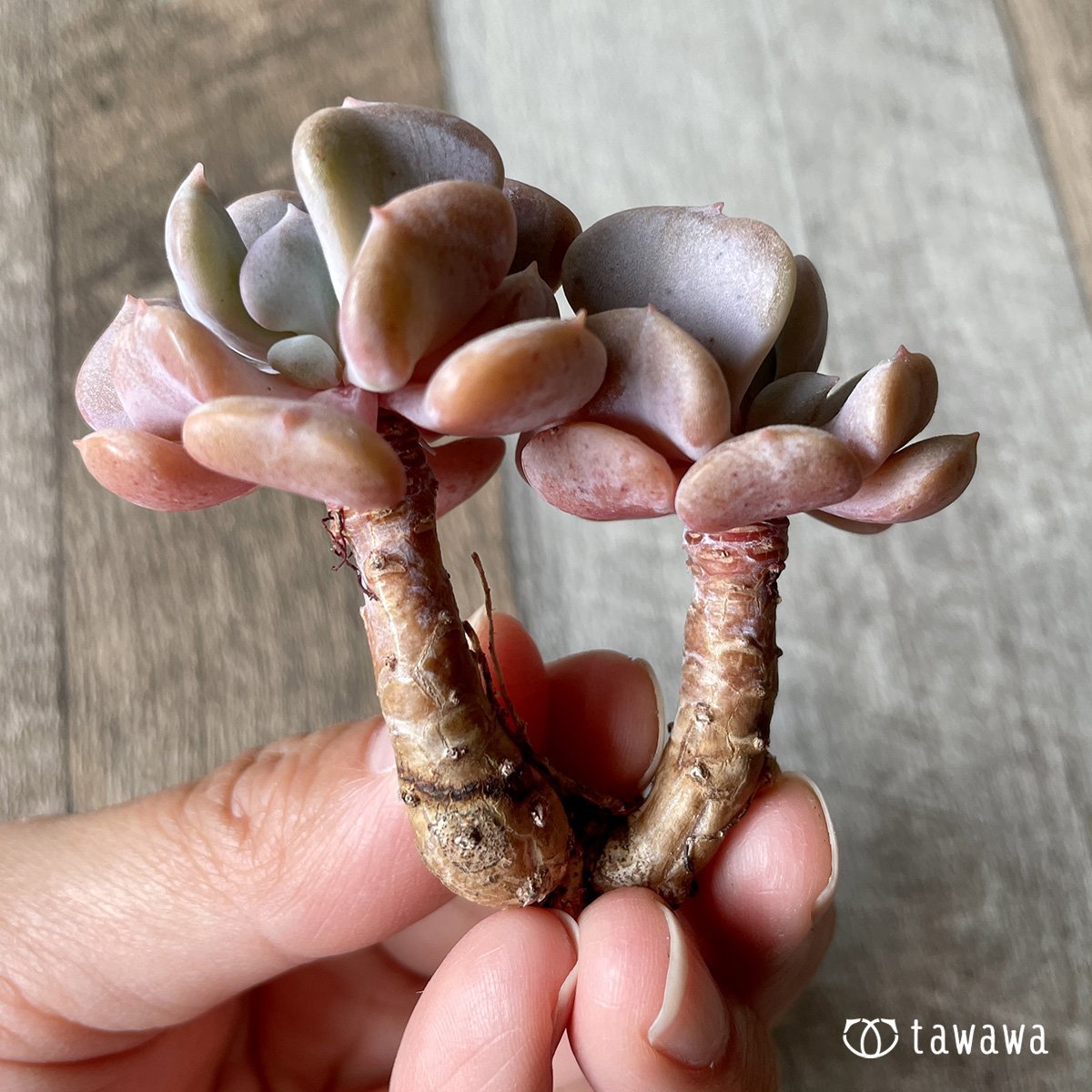 *新入荷* キュービックフロスト - 多肉植物の通販・販売サイト tawawa