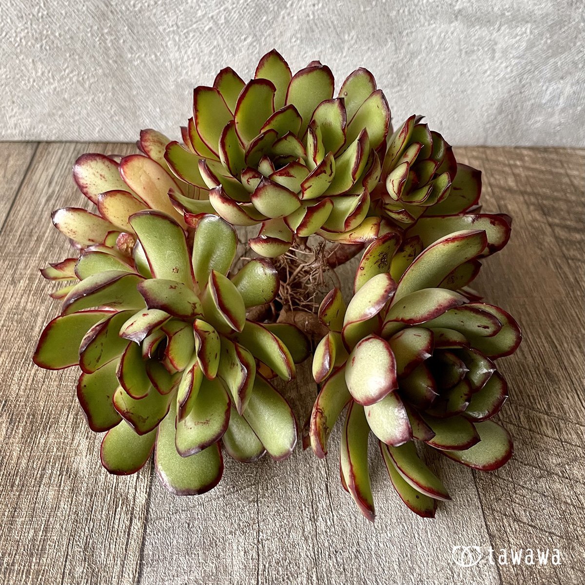 *新入荷* メキシコポルデンシス - 多肉植物の通販・販売サイト tawawa