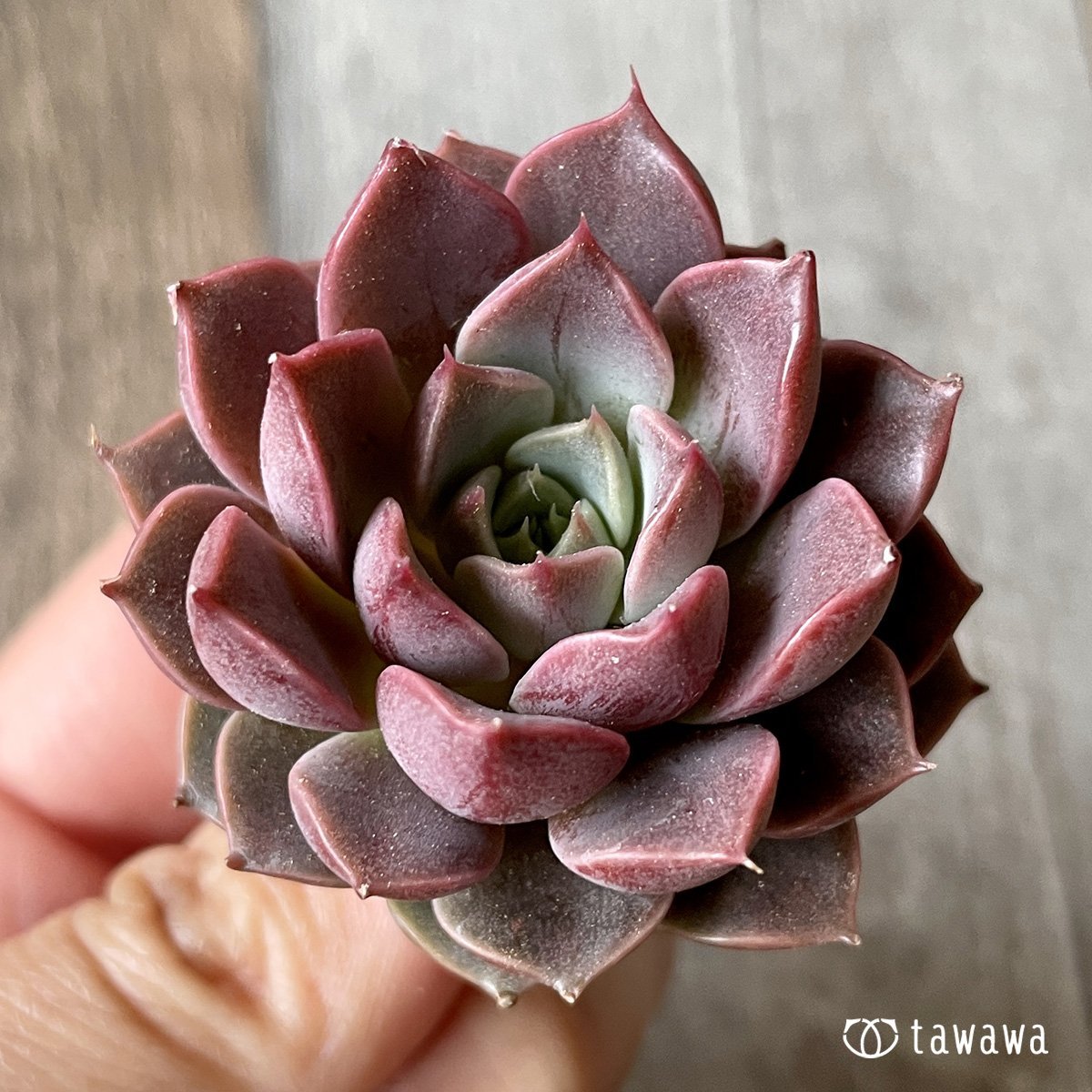 *新入荷* ピンクロマン - 多肉植物の通販・販売サイト tawawa
