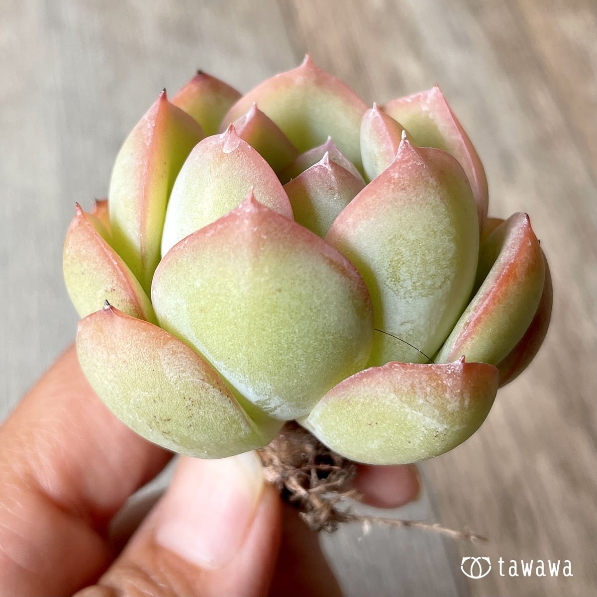 *八ヶ岳* モーニングデュー - 多肉植物の通販・販売サイト tawawa