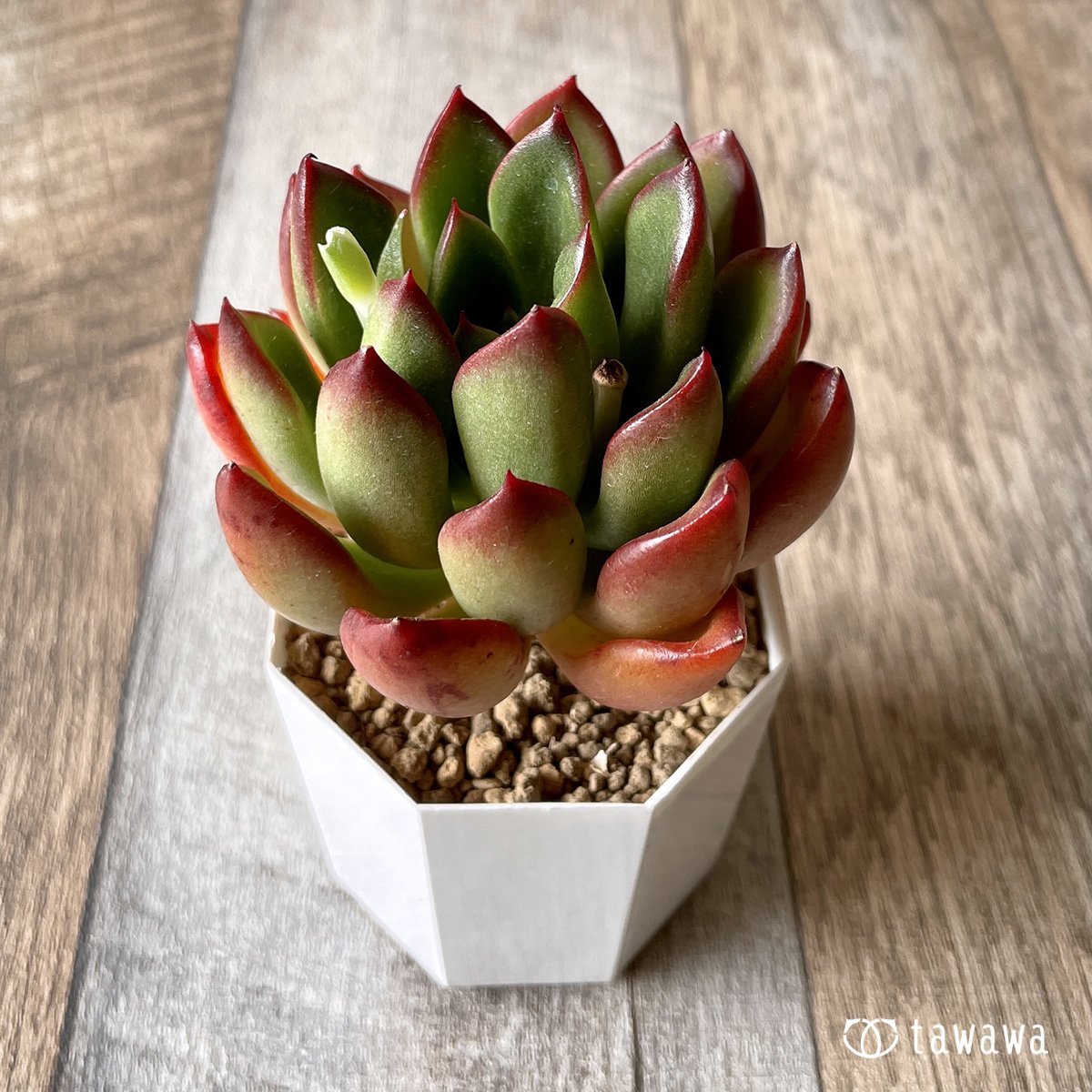 *新入荷* ロンエバンス - 多肉植物の通販・販売サイト tawawa