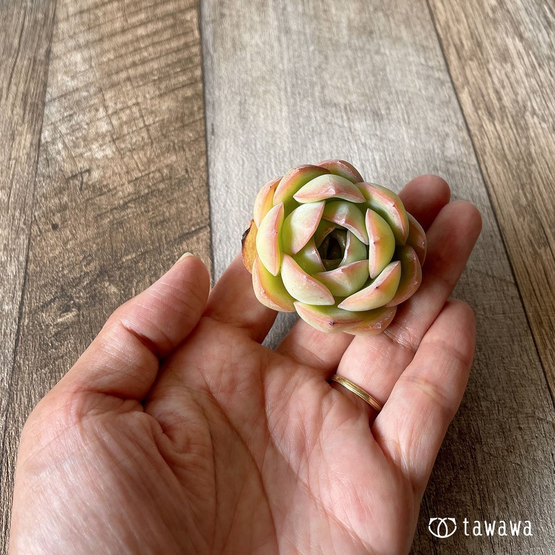 *八ヶ岳* モーニングデュー - 多肉植物の通販・販売サイト tawawa