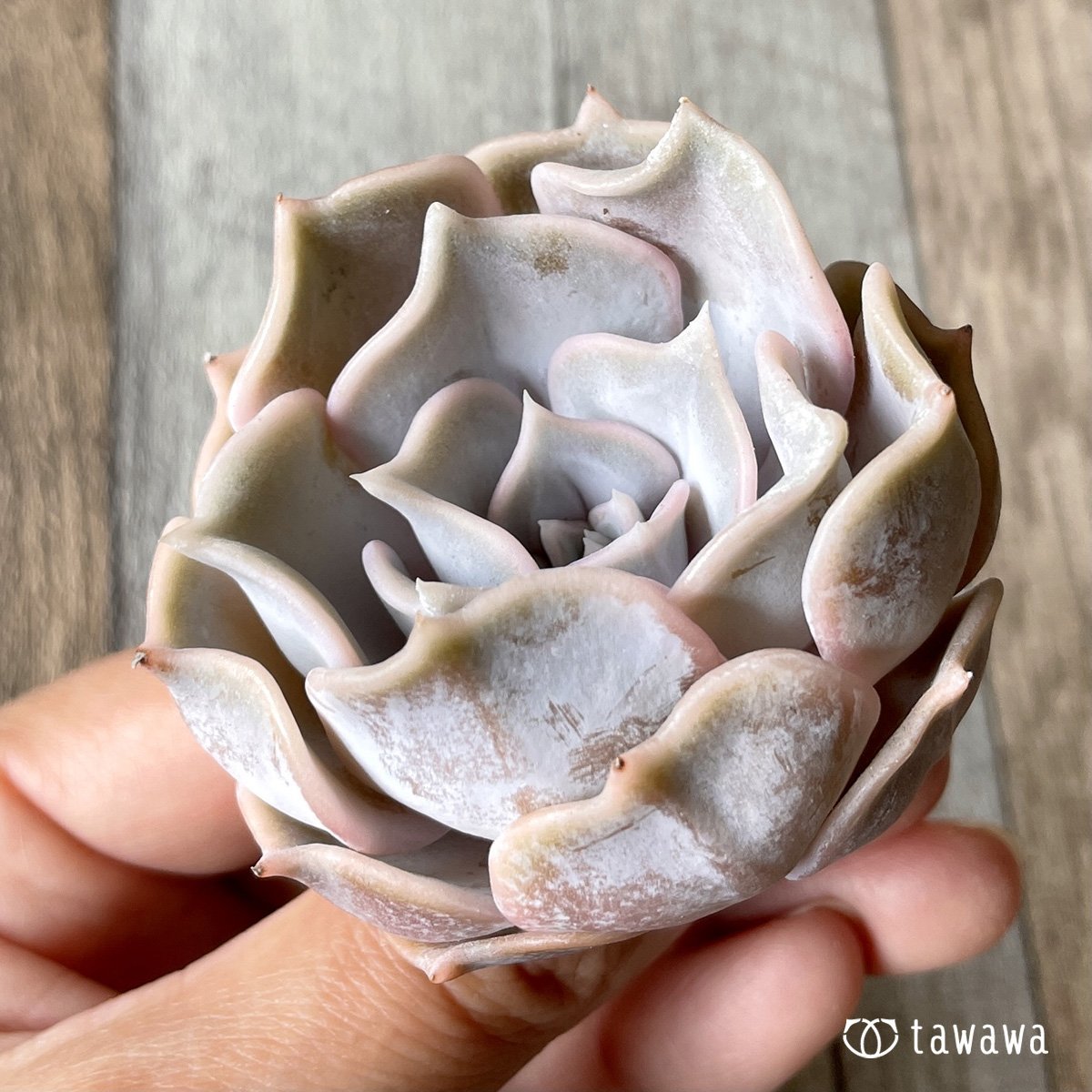 *新入荷* リラシナ  - 多肉植物の通販・販売サイト tawawa