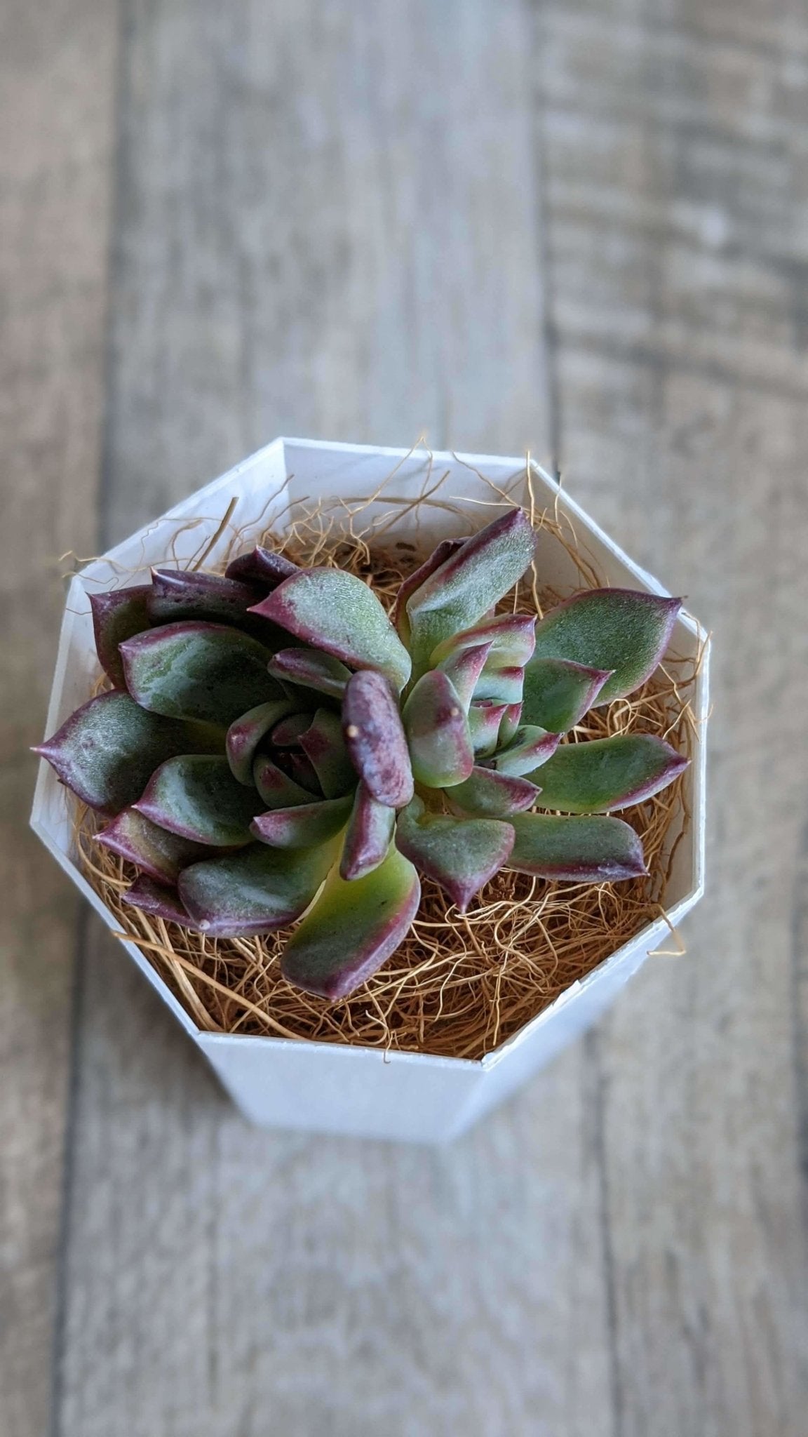 リンゼアナ双頭 - 多肉植物の通販 taniku