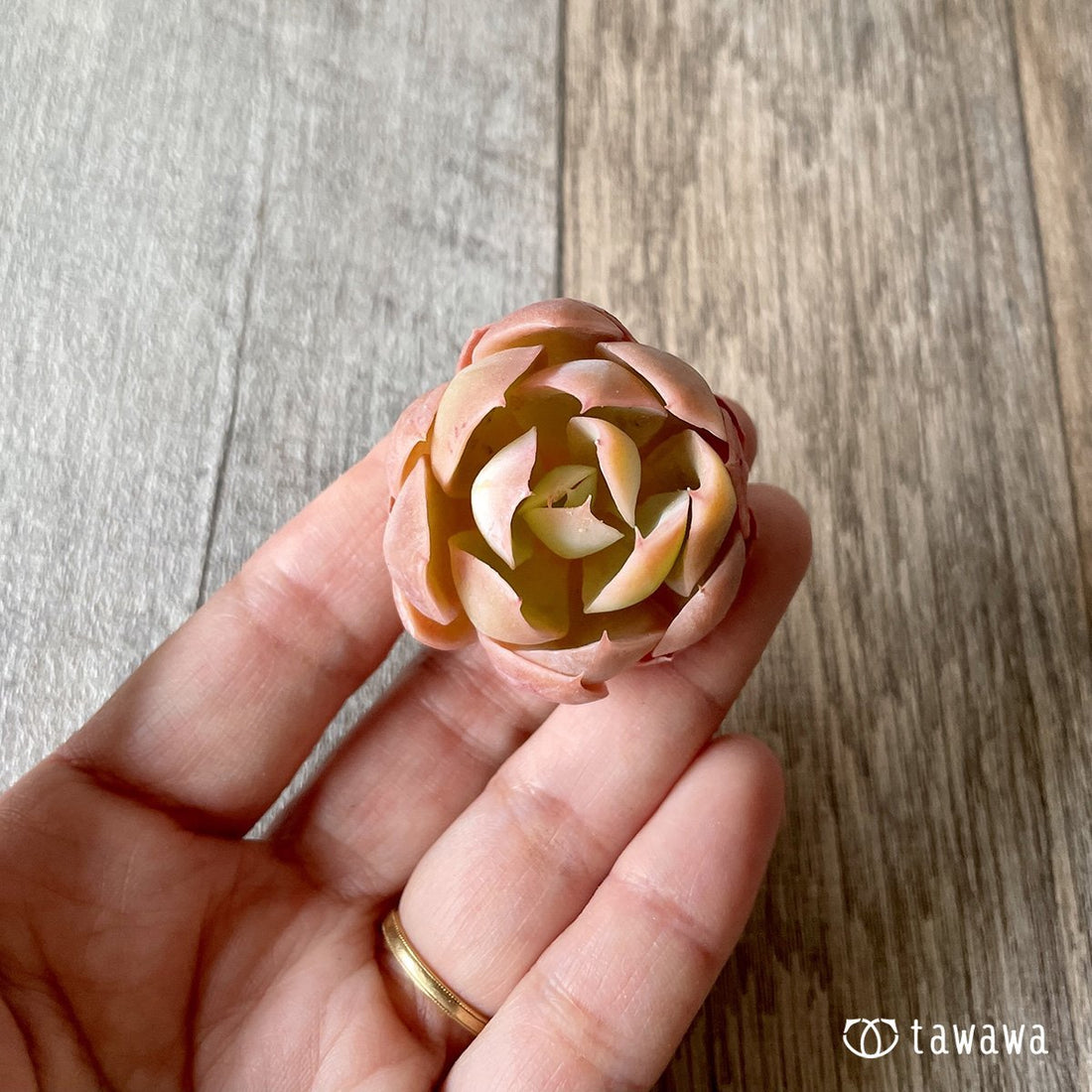 *新入荷* ピンクベラ - 多肉植物の通販・販売サイト tawawa