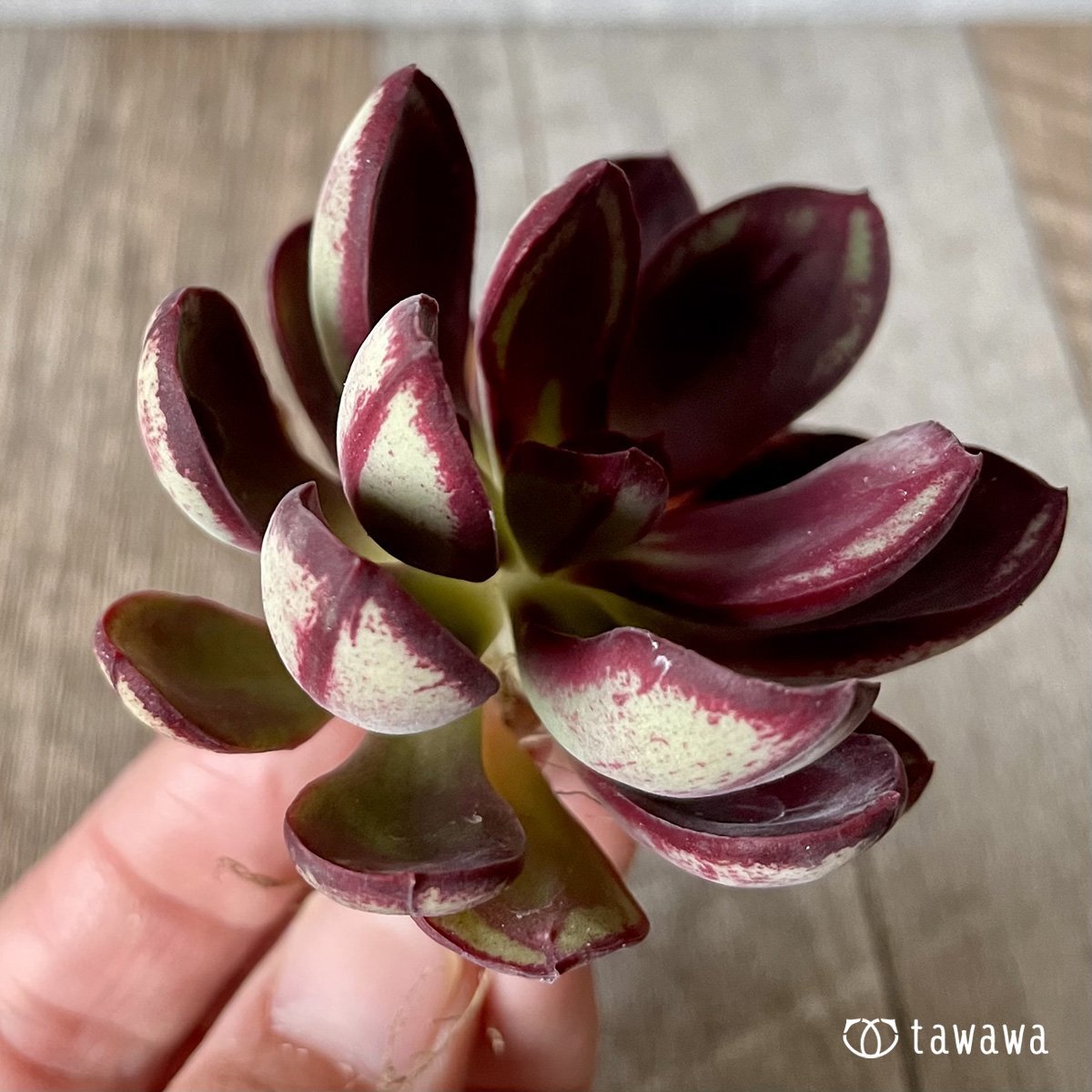 *新入荷* 紅司 - 多肉植物の通販・販売サイト tawawa
