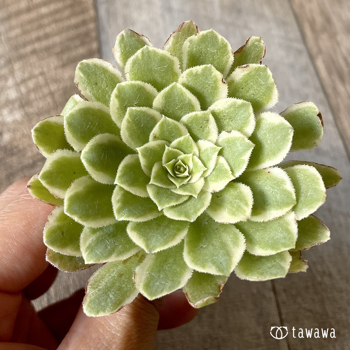 *新入荷* アイス - 多肉植物の通販・販売サイト tawawa