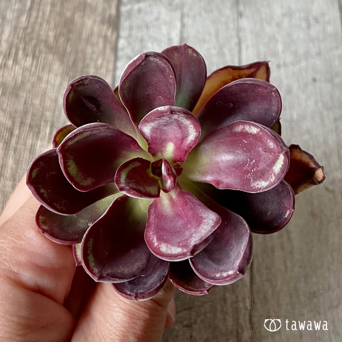 *新入荷* 紅司 - 多肉植物の通販・販売サイト tawawa