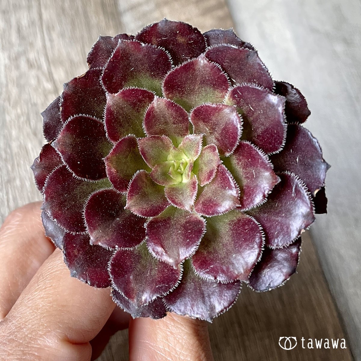 *新入荷* マリッド錦 - 多肉植物の通販・販売サイト tawawa