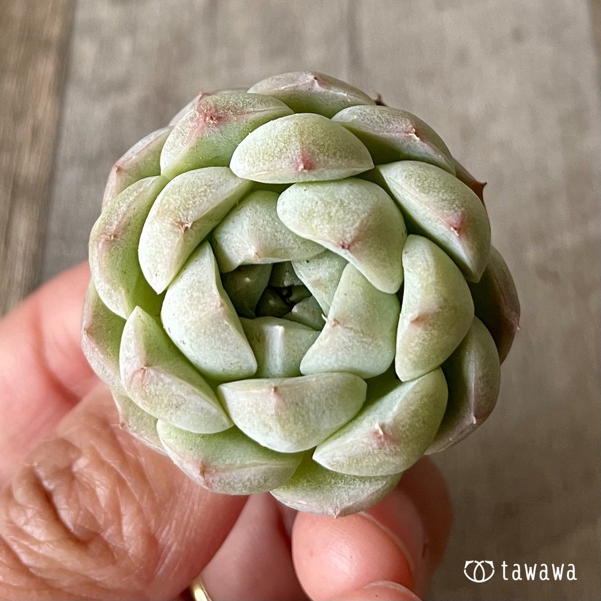 *新入荷* アルバ② - 多肉植物の通販・販売サイト tawawa