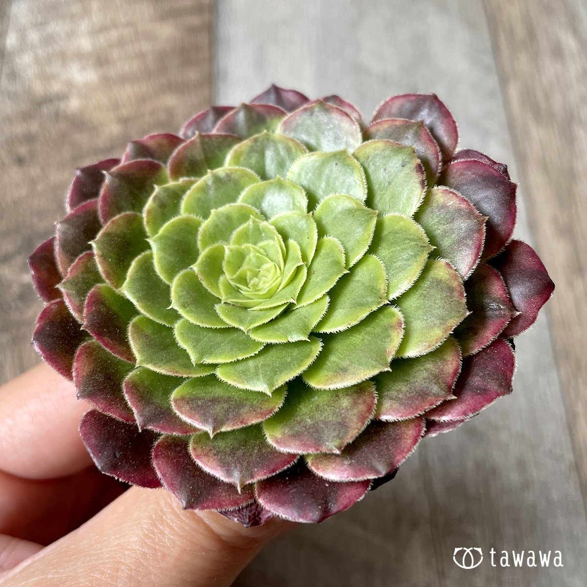 *新入荷* フェスティバル - 多肉植物の通販・販売サイト tawawa