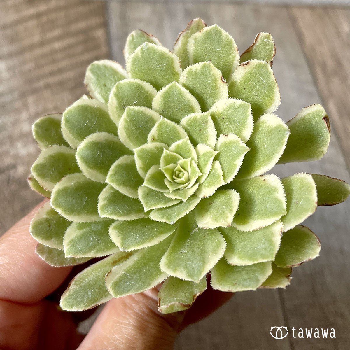 *新入荷* アイス - 多肉植物の通販・販売サイト tawawa