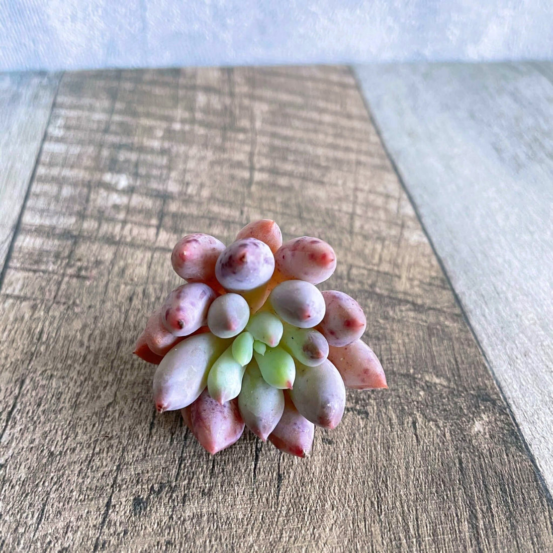 エンジェルフィンガー - 多肉植物の通販 tawawa