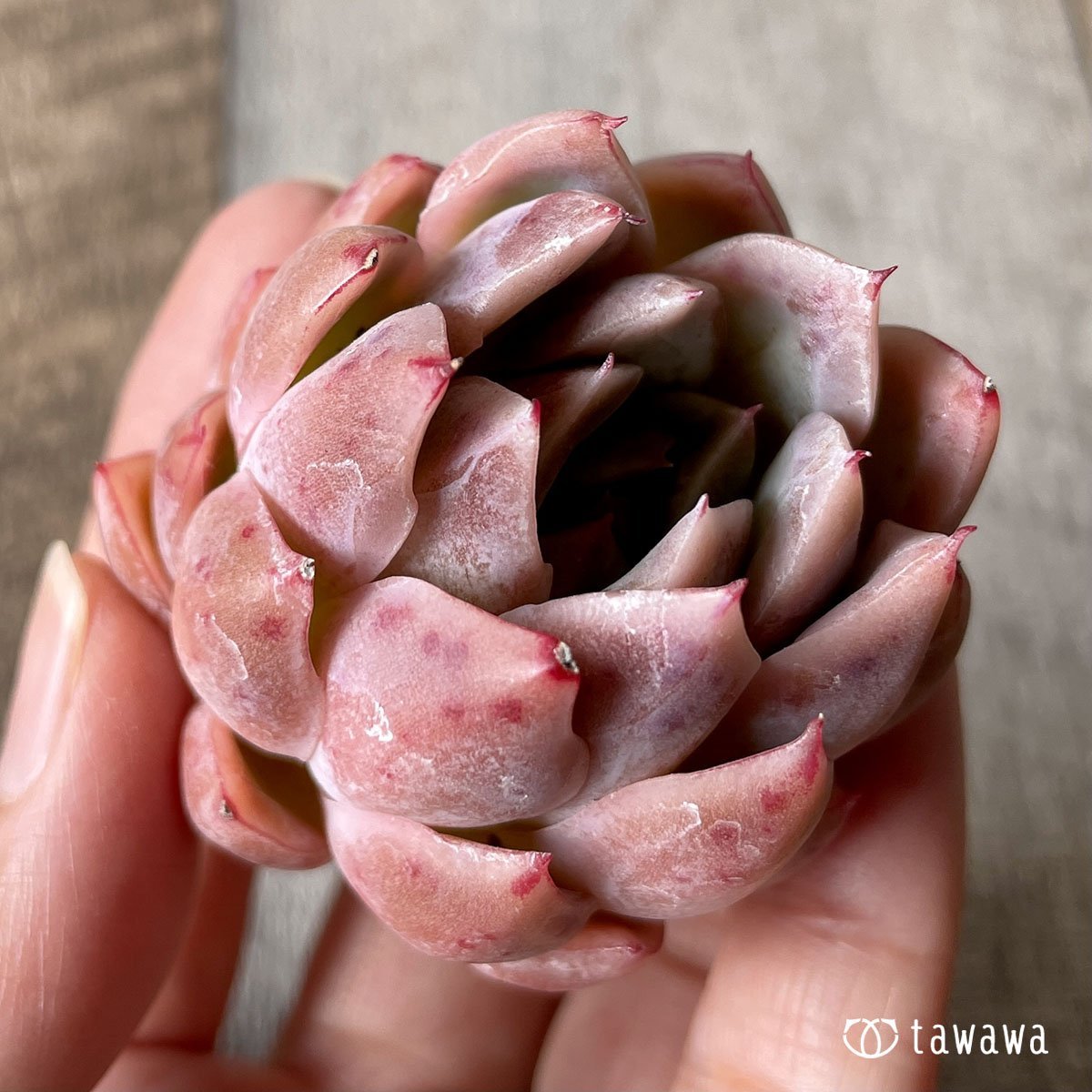 *八ヶ岳* イサドラ - 多肉植物の通販・販売サイト tawawa