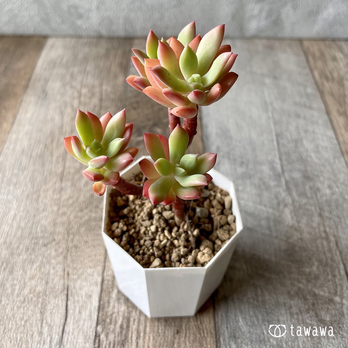 *新入荷* ミニベル群生 - 多肉植物の通販・販売サイト tawawa