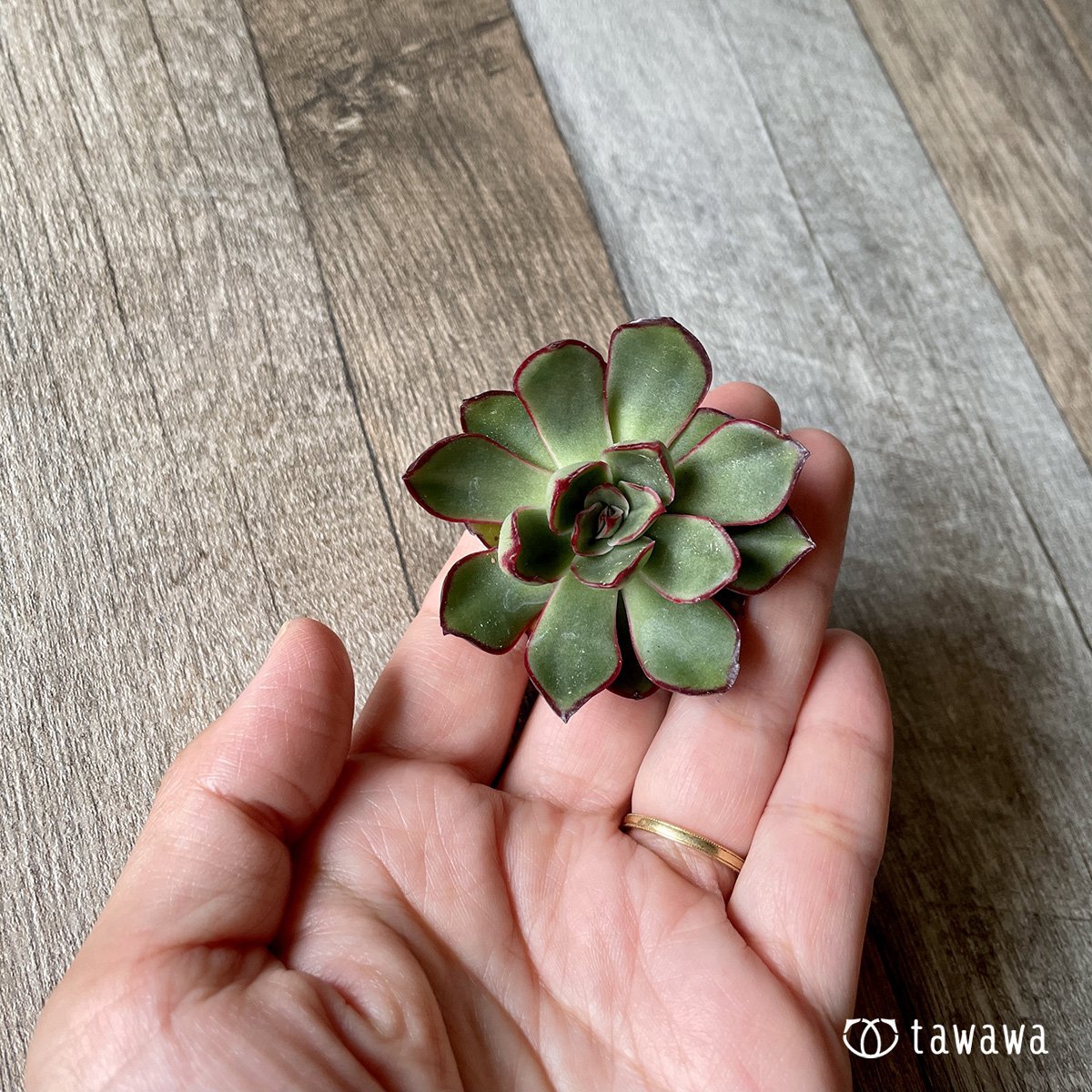 *新入荷* ロンギニ - 多肉植物の通販・販売サイト tawawa