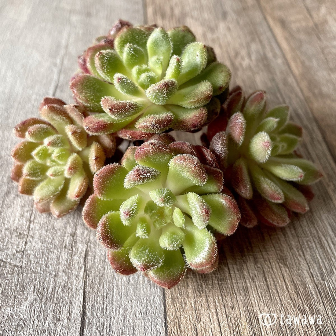 *新入荷* キャロル - 多肉植物の通販・販売サイト tawawa