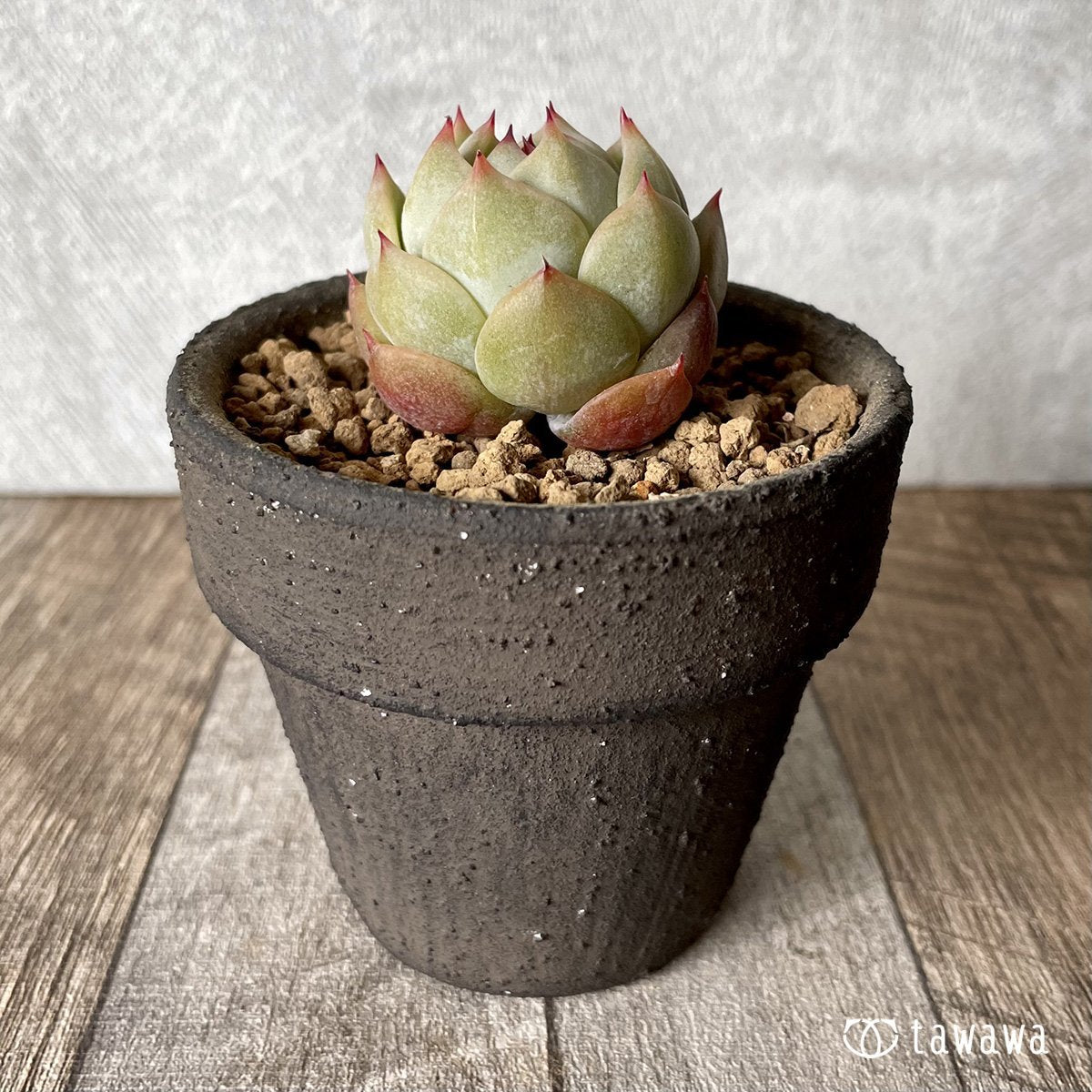 *新入荷* プリズム - 多肉植物の通販・販売サイト tawawa
