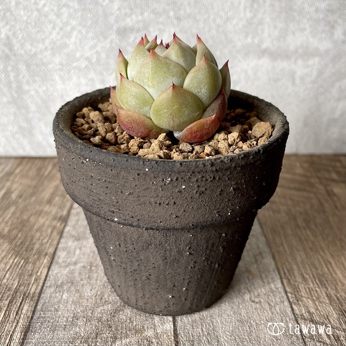 *新入荷* プリズム - 多肉植物の通販・販売サイト tawawa