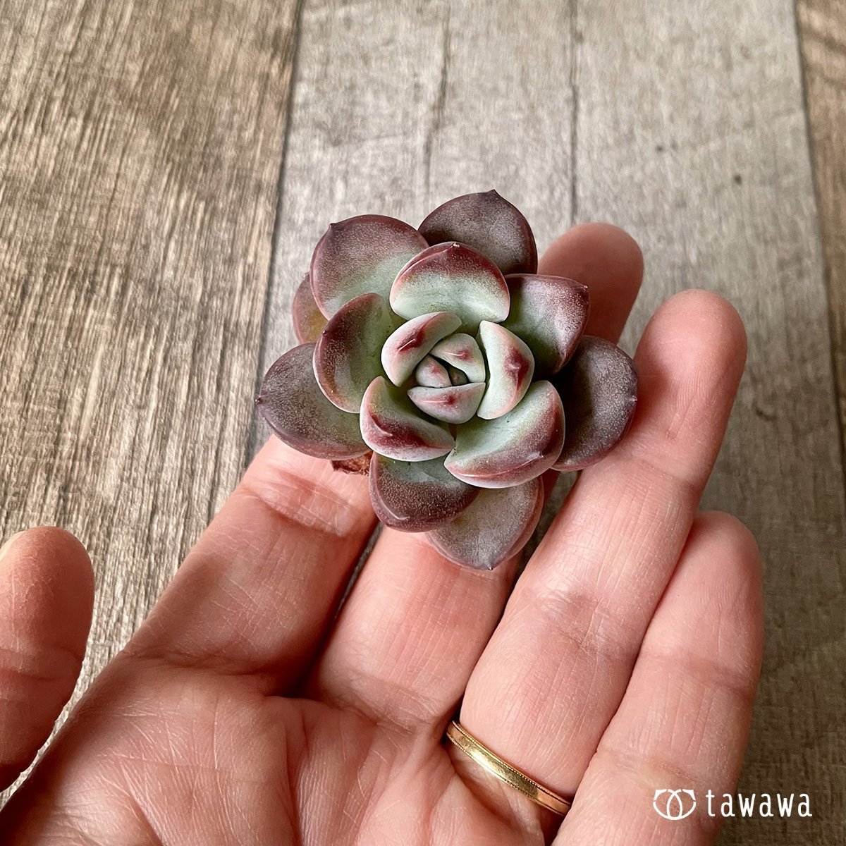 *新入荷* チュビリップス - 多肉植物の通販・販売サイト tawawa