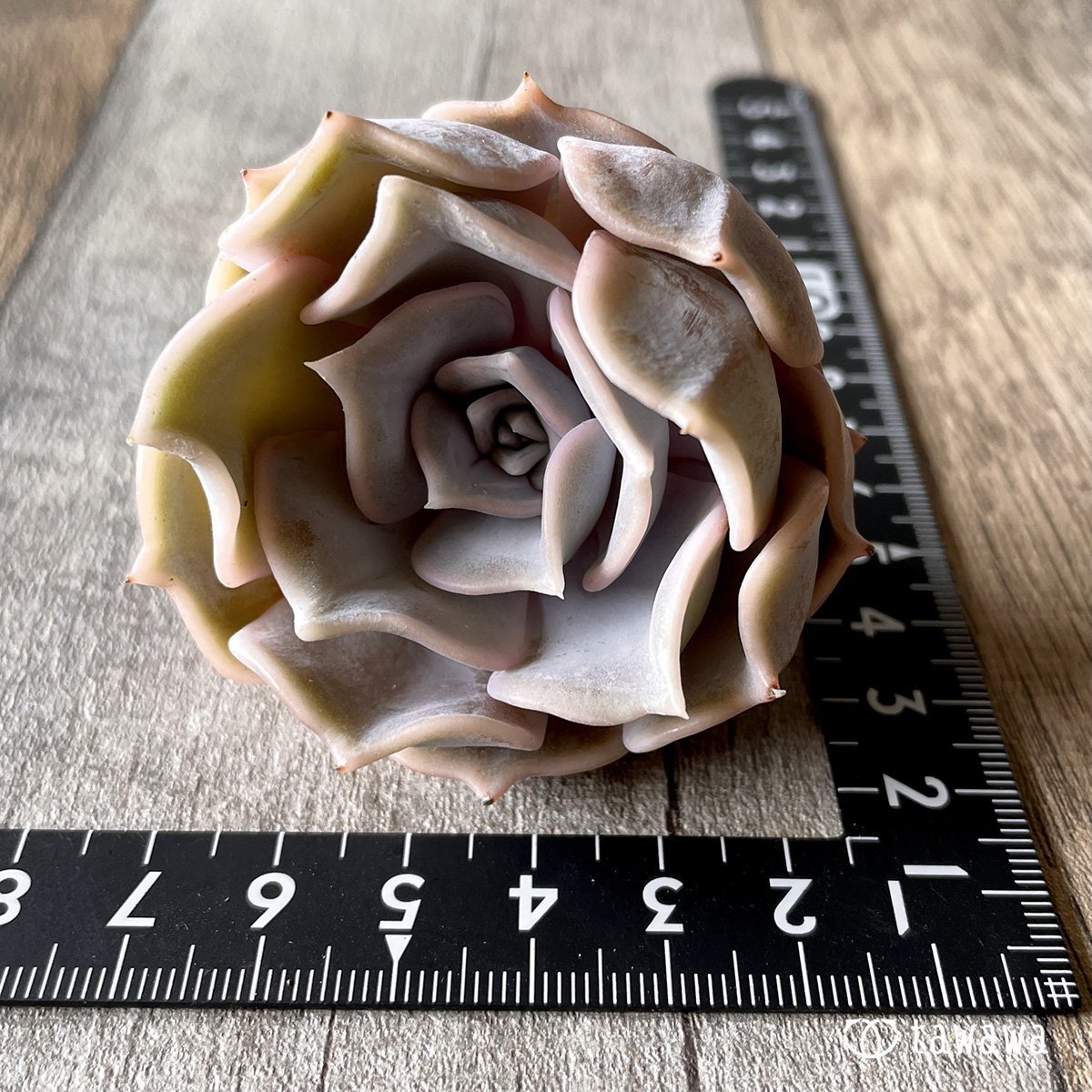 *新入荷* リラシナ  - 多肉植物の通販・販売サイト tawawa