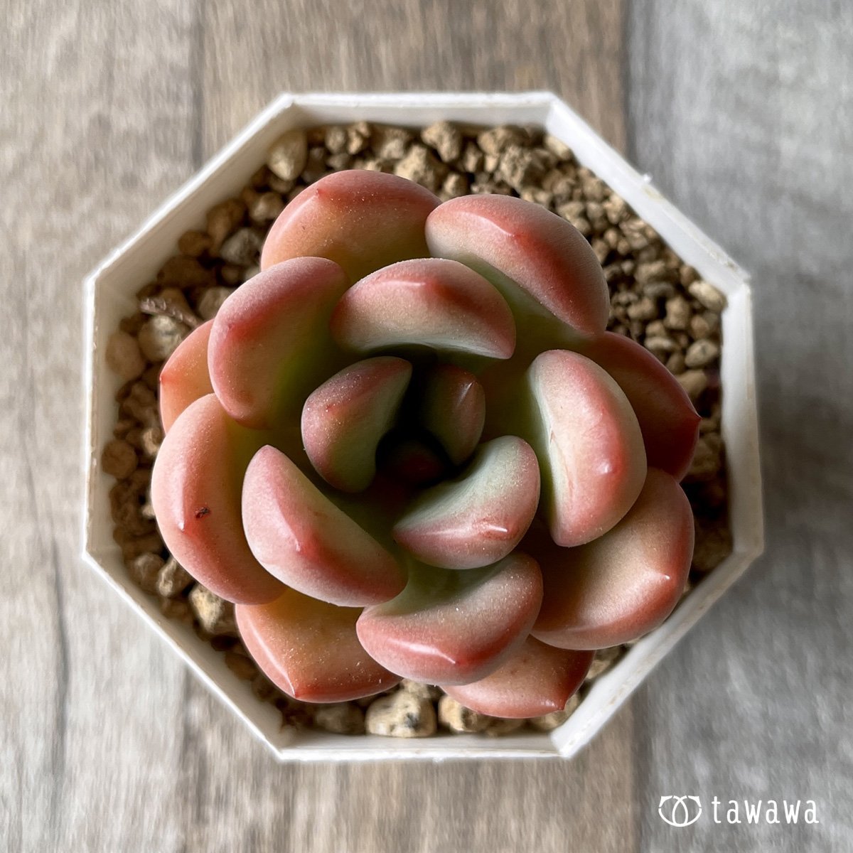 *新入荷* ダンビ - 多肉植物の通販・販売サイト tawawa