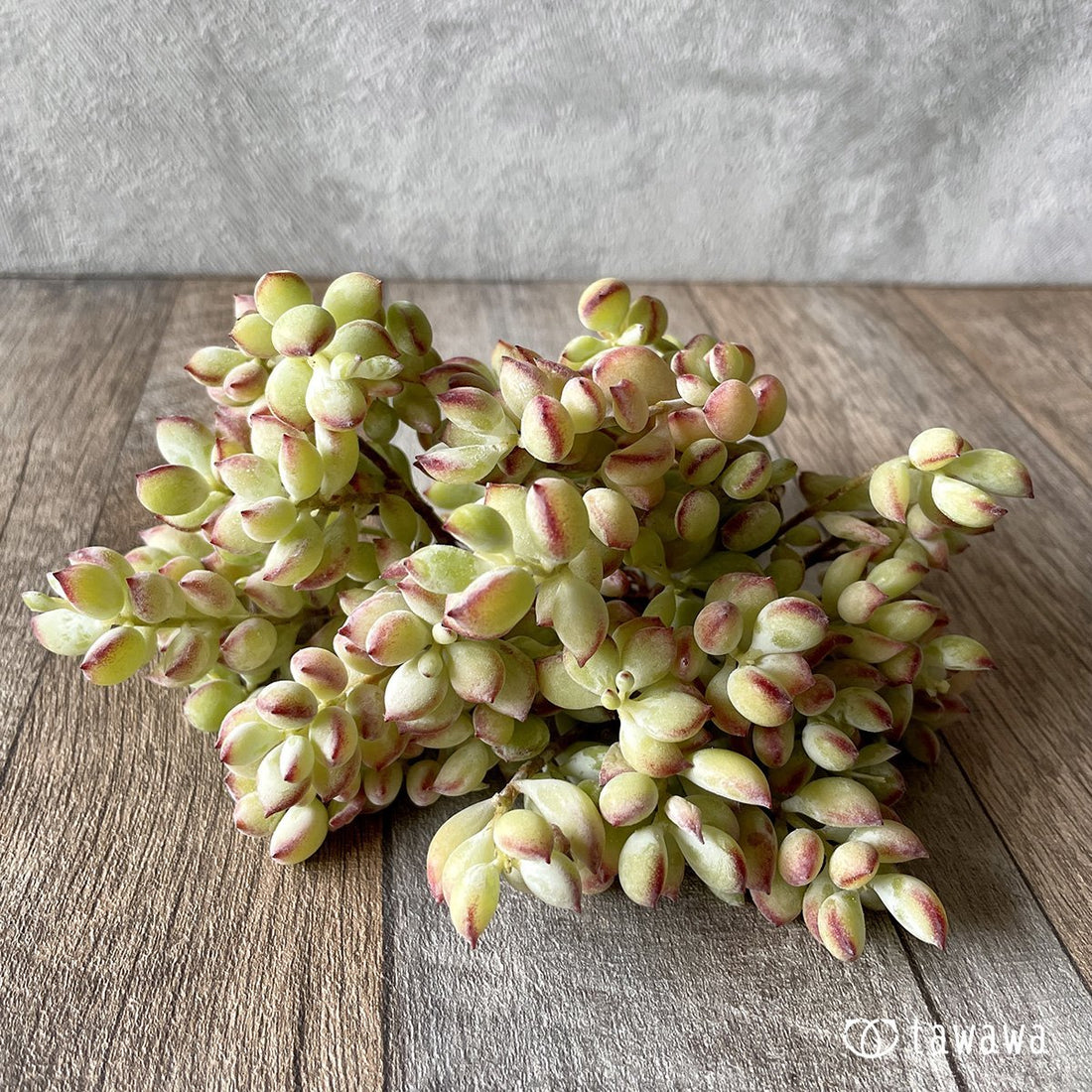 *新入荷* ペンデンス - 多肉植物の通販・販売サイト tawawa
