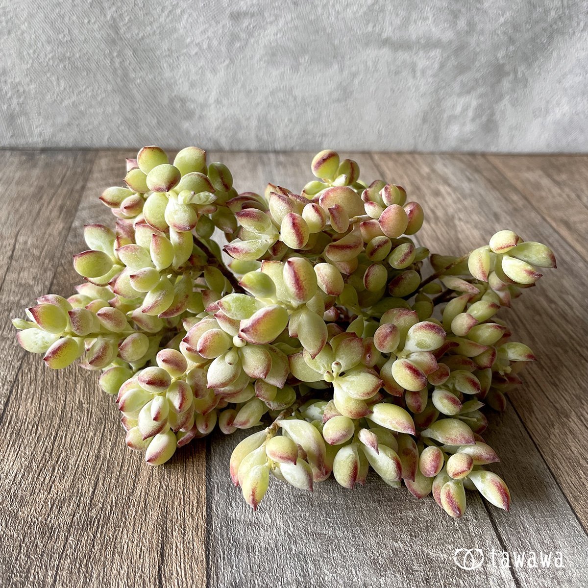 *新入荷* ペンデンス - 多肉植物の通販・販売サイト tawawa