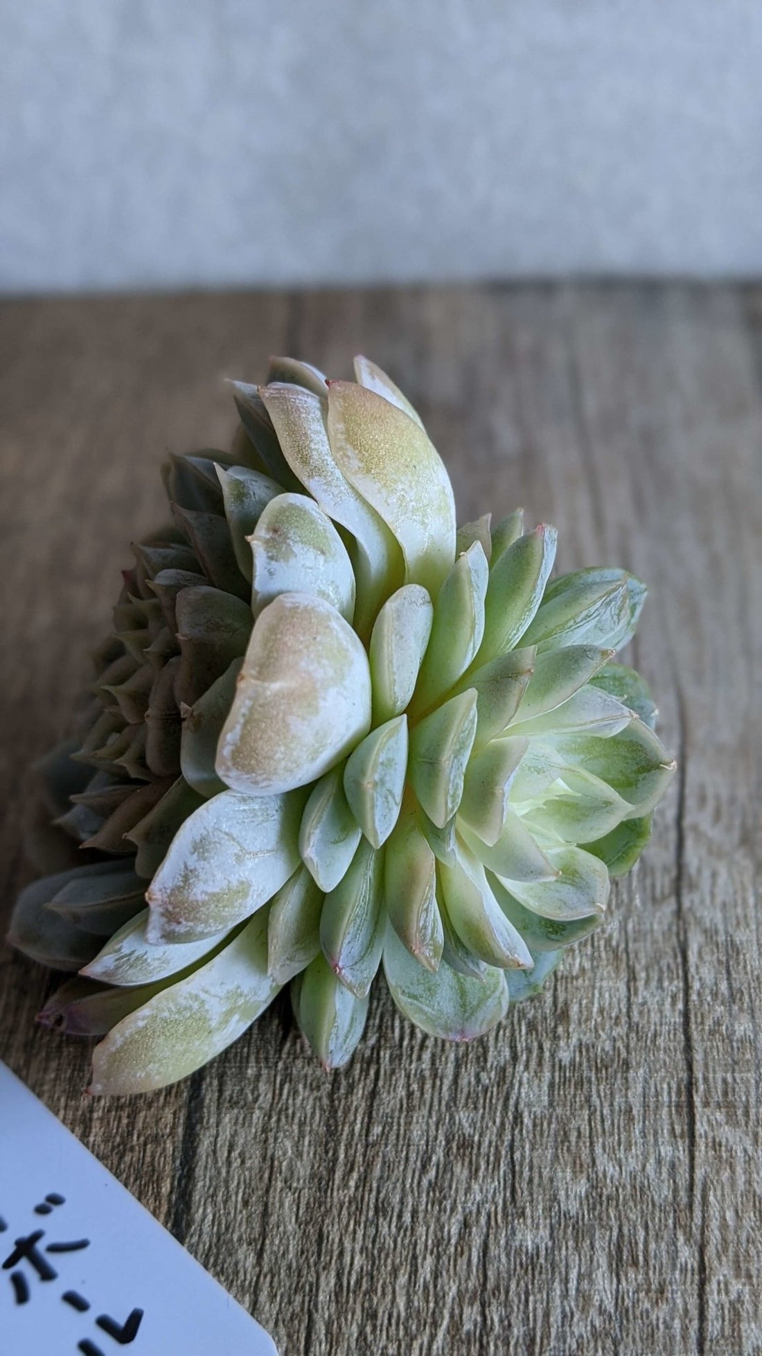 メキシコスノーボール大苗 双頭 - 多肉植物の通販 taniku