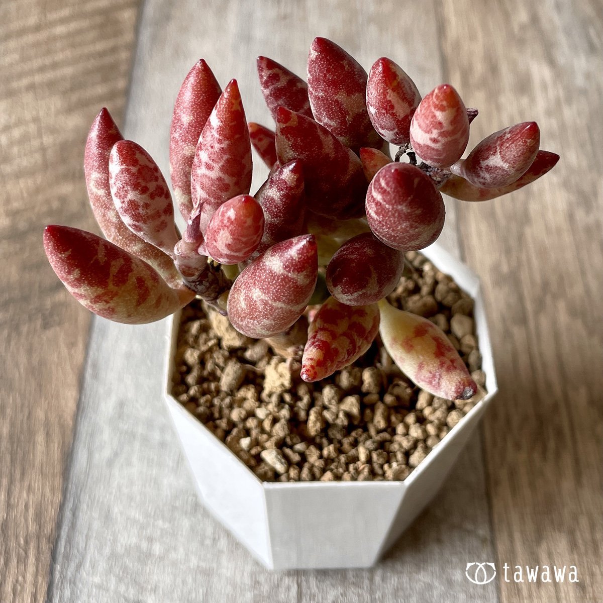 *新入荷* 赤い卵 - 多肉植物の通販・販売サイト tawawa