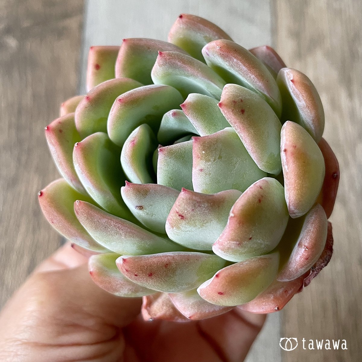 *新入荷* ネーサン - 多肉植物の通販・販売サイト tawawa