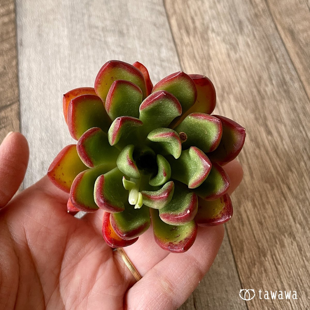 *新入荷* ロンエバンス - 多肉植物の通販・販売サイト tawawa