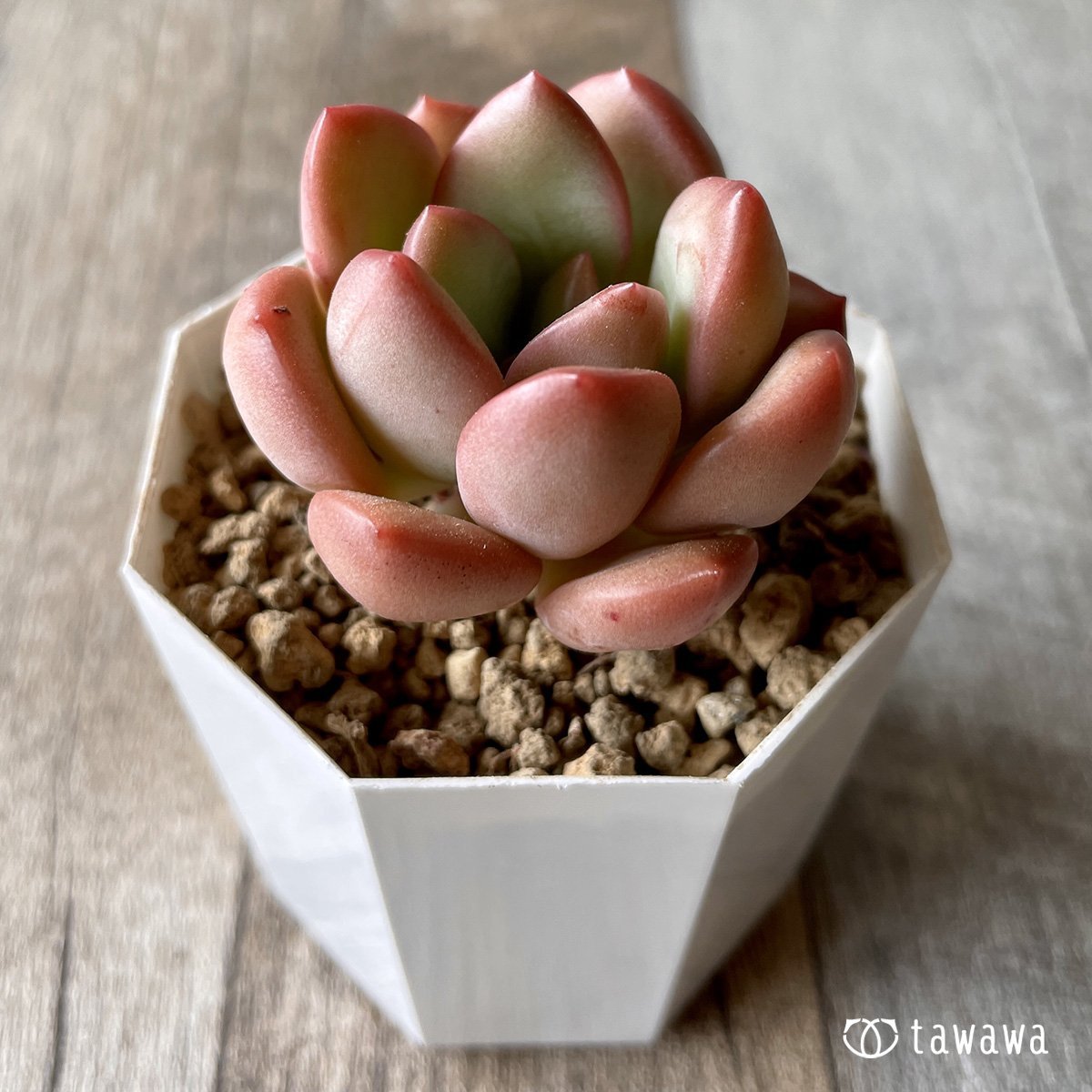 *新入荷* ダンビ - 多肉植物の通販・販売サイト tawawa
