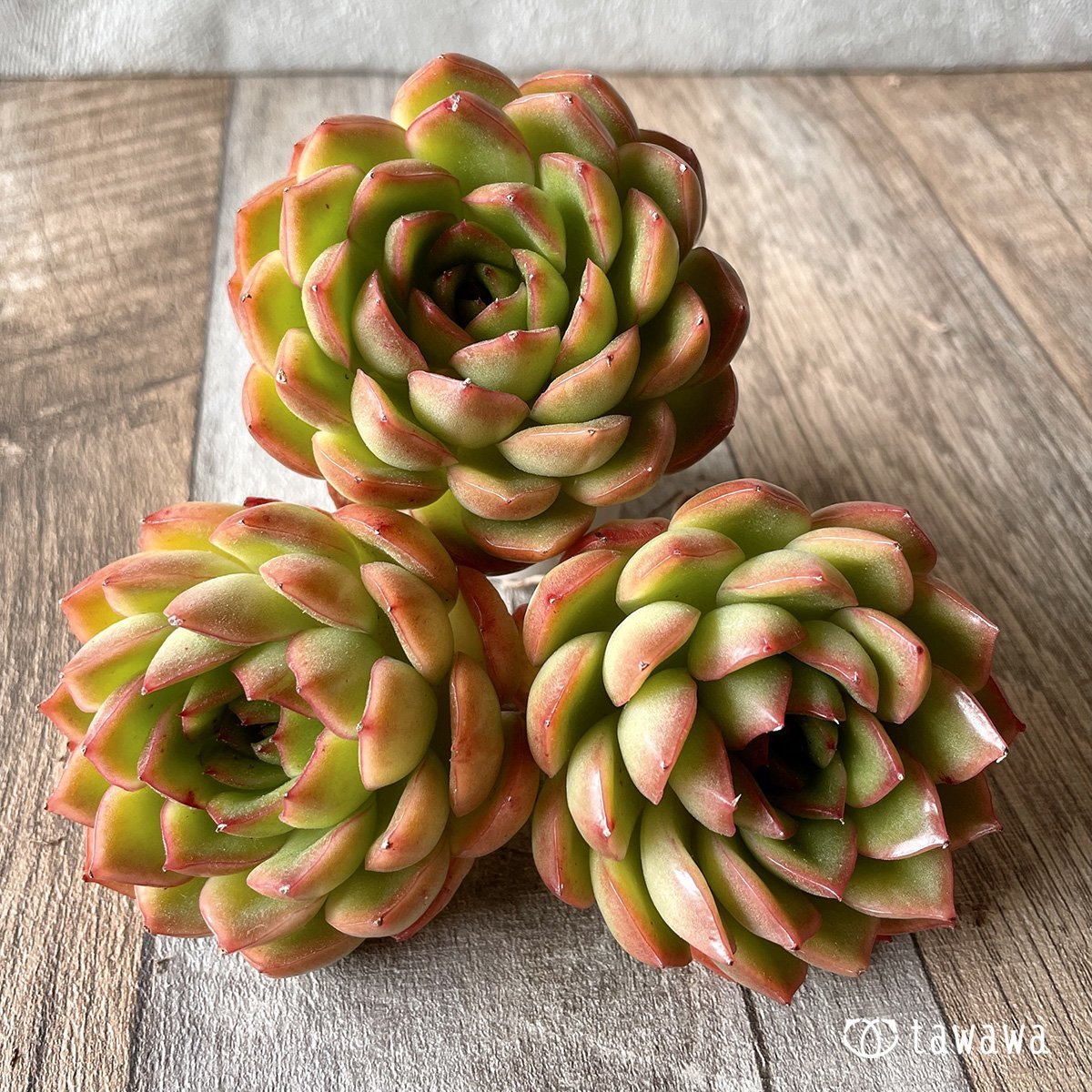 *新入荷* アイスエイジ - 多肉植物の通販・販売サイト tawawa