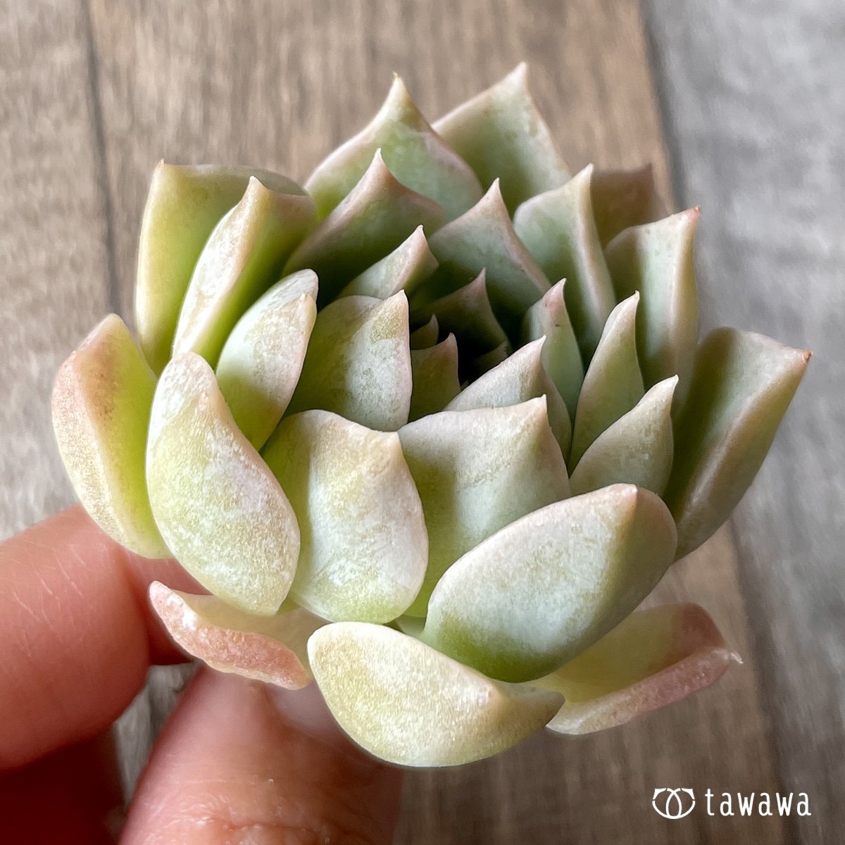 *新入荷* ラウリナ - 多肉植物の通販・販売サイト tawawa