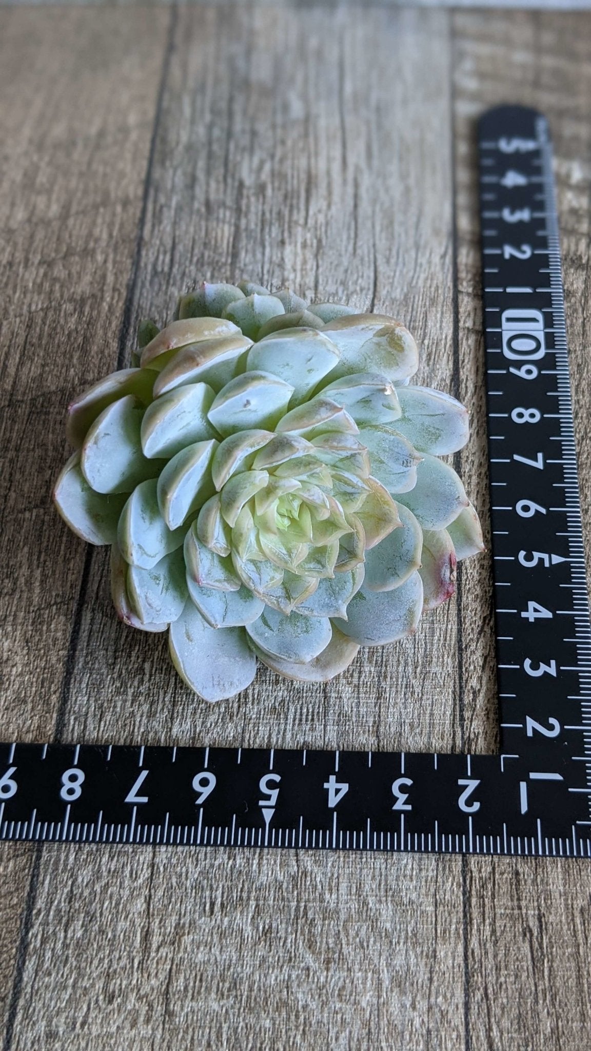 メキシコスノーボール大苗 双頭 - 多肉植物の通販 taniku