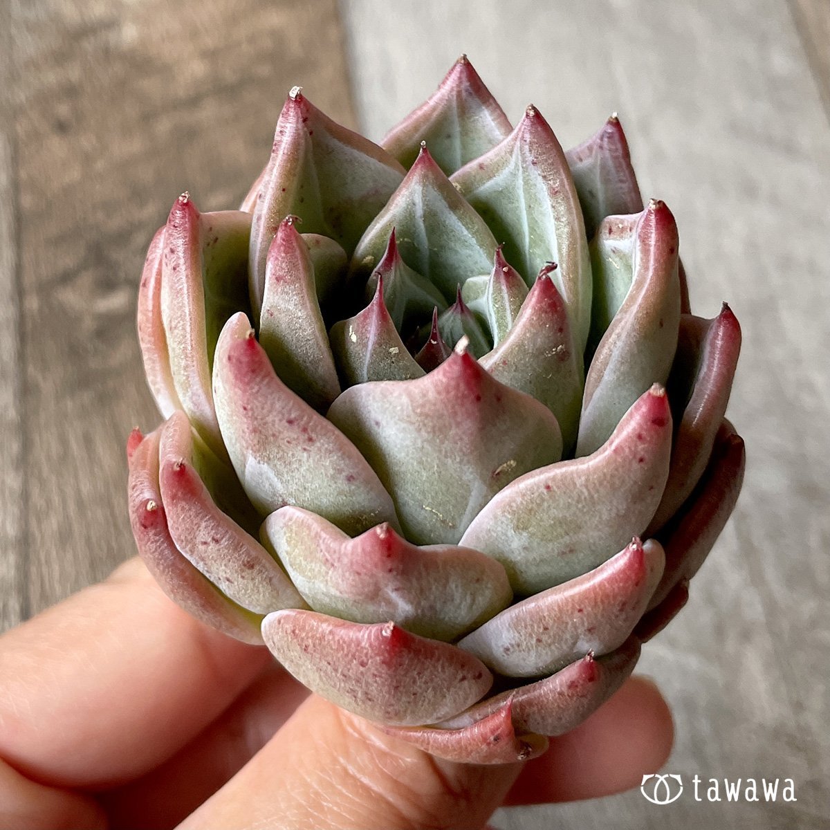 *新入荷* シャウラ - 多肉植物の通販・販売サイト tawawa