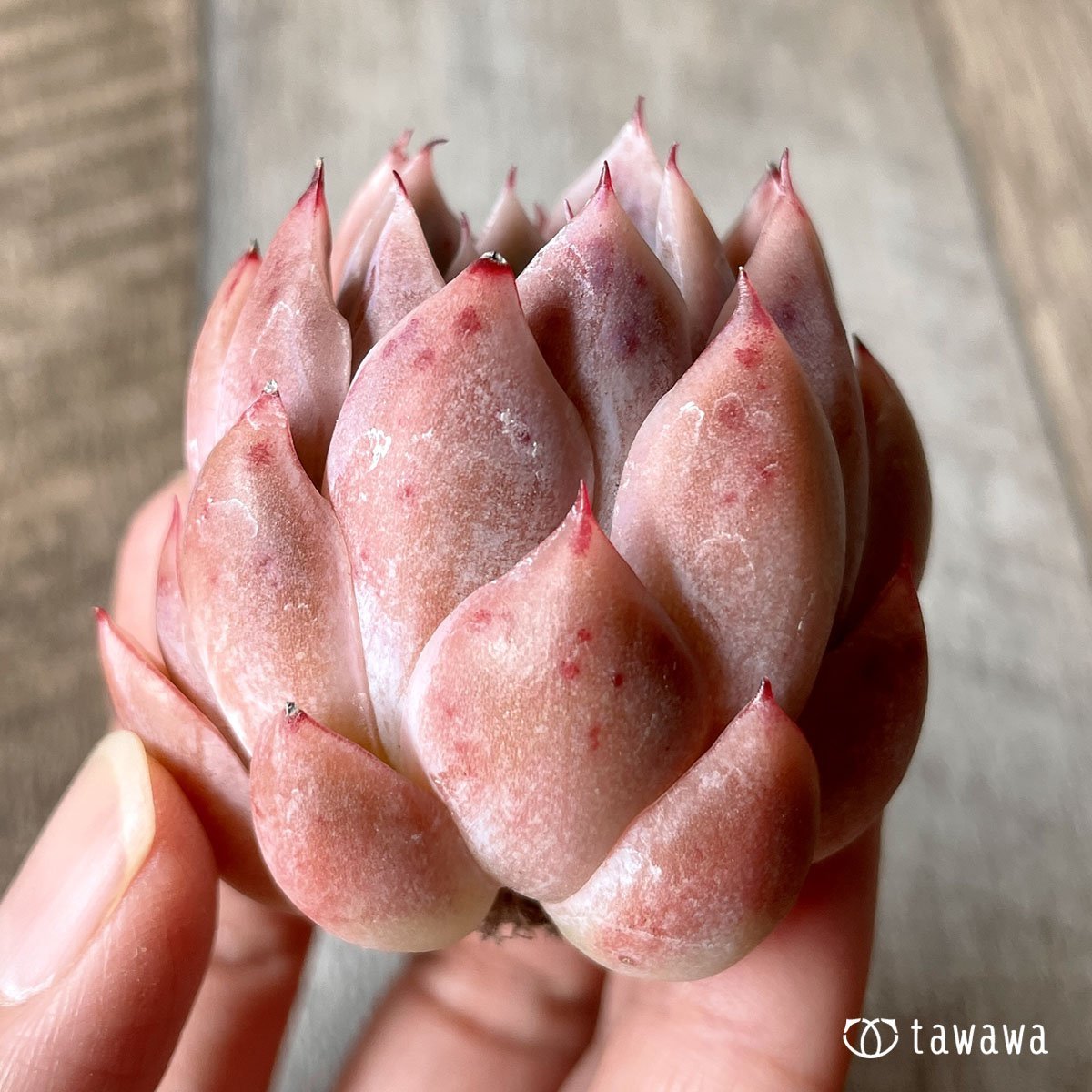 *八ヶ岳* イサドラ - 多肉植物の通販・販売サイト tawawa