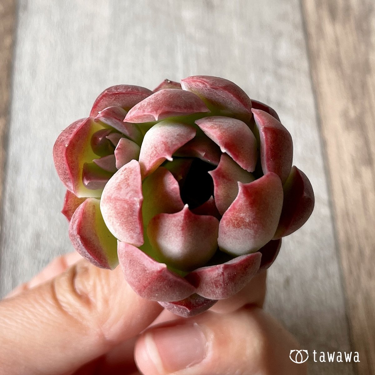 *新入荷* ピンキーフリル - 多肉植物の通販・販売サイト tawawa