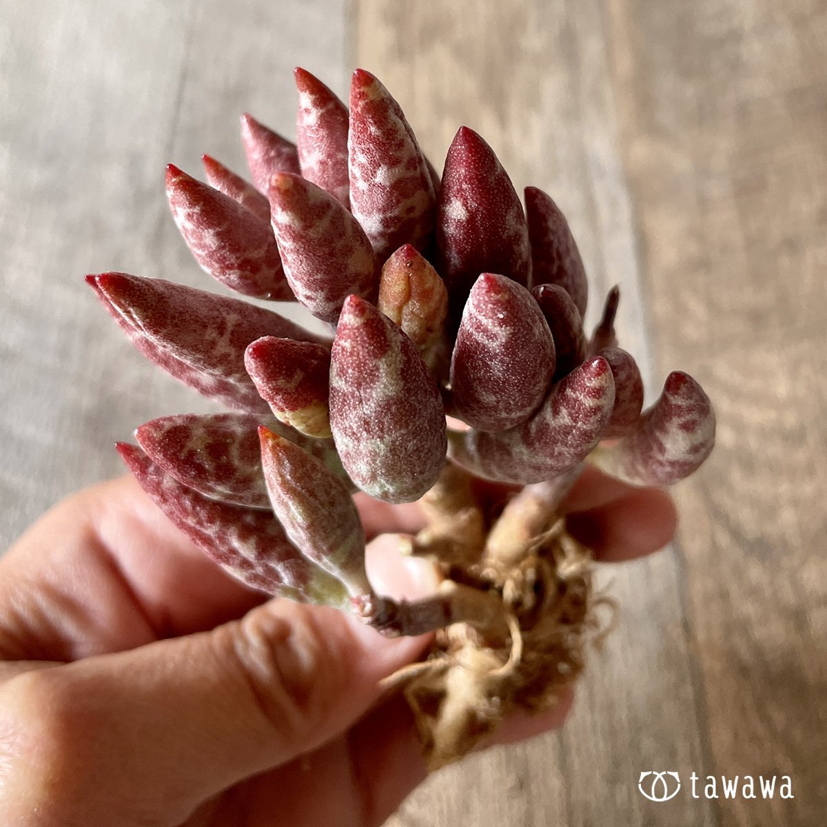 *新入荷* 赤い卵 - 多肉植物の通販・販売サイト tawawa